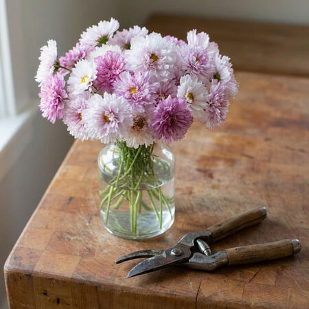 Pink Bicolor Double Click, Cosmo Seeds - Packet image number null